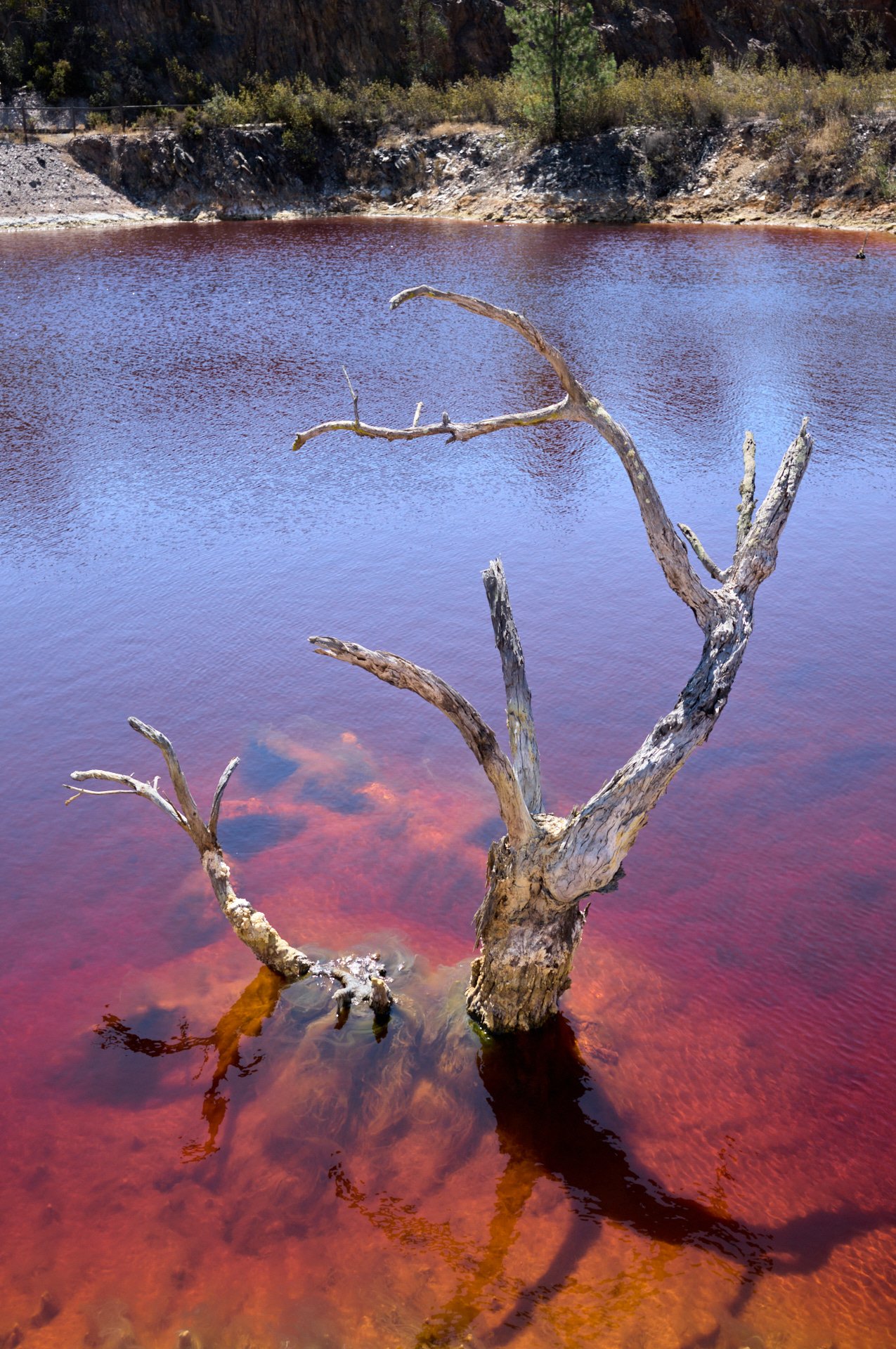 A dead, leafless tree partially submerged in a reddish-colored lake with rocky terrain and trees in the background.