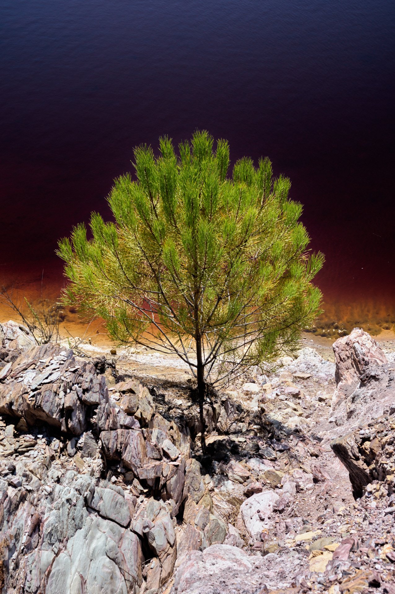 A green pine tree growing among rocks beside a dark body of water.
