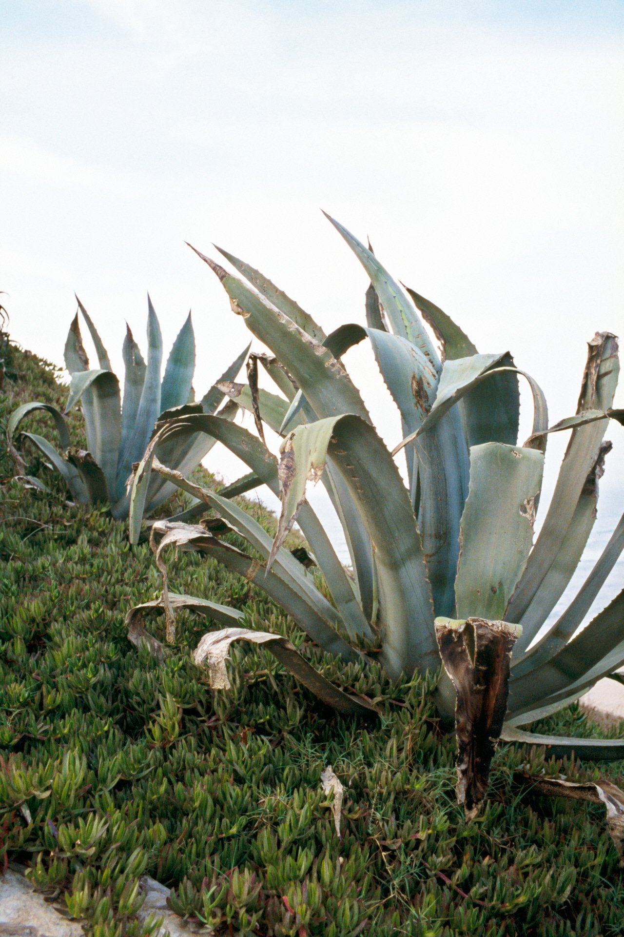 Large agave plants growing on a cliffside with succulents at the base, under a cloudy sky.