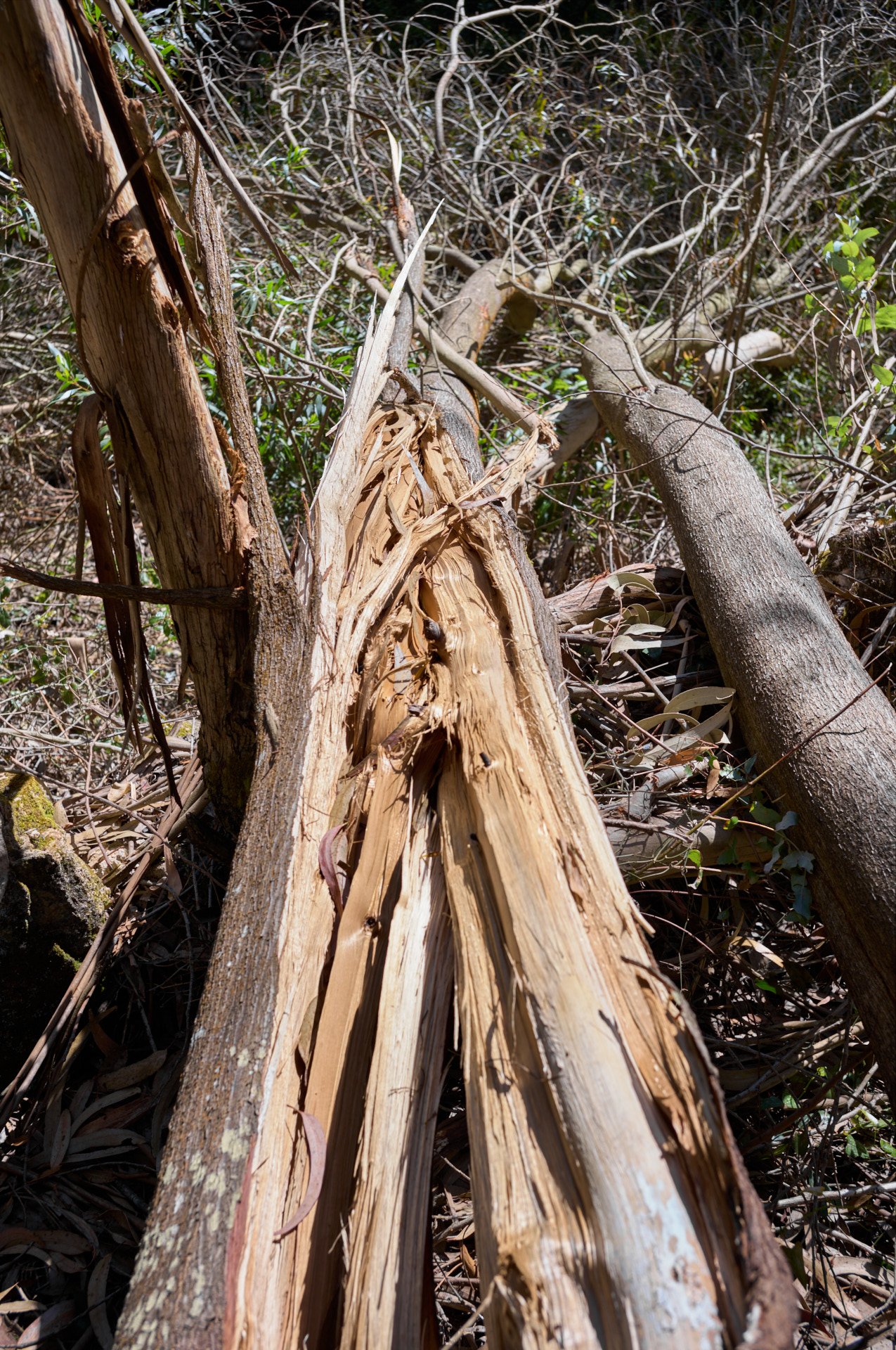 Fallen tree with broken, splintered wood on forest floor surrounded by other trees and underbrush.