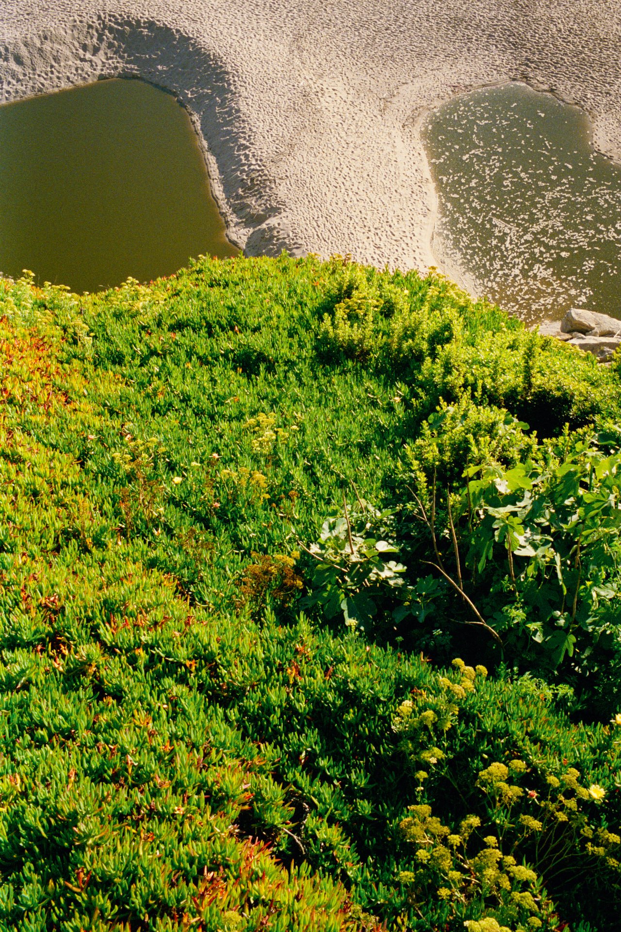 View from a cliff overlooking a sandy beach with small lakes or ponds, and lush green plants in the foreground.