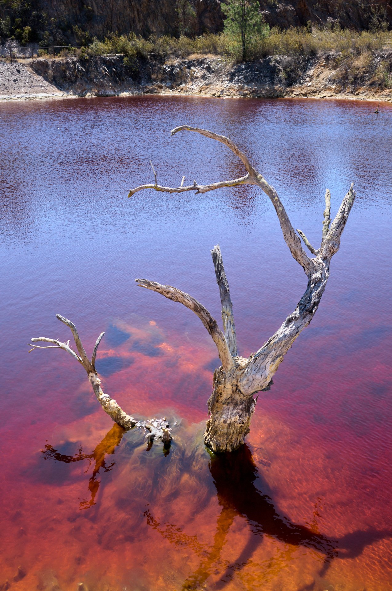 A leafless, weathered tree trunk emerging from red-colored water with a reflection of the sky and clouds, surrounded by a rocky, forested landscape.