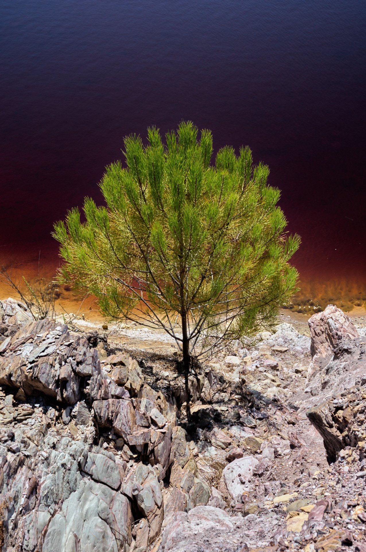 A young pine tree growing among rocks and rubble with a large body of dark water in the background.