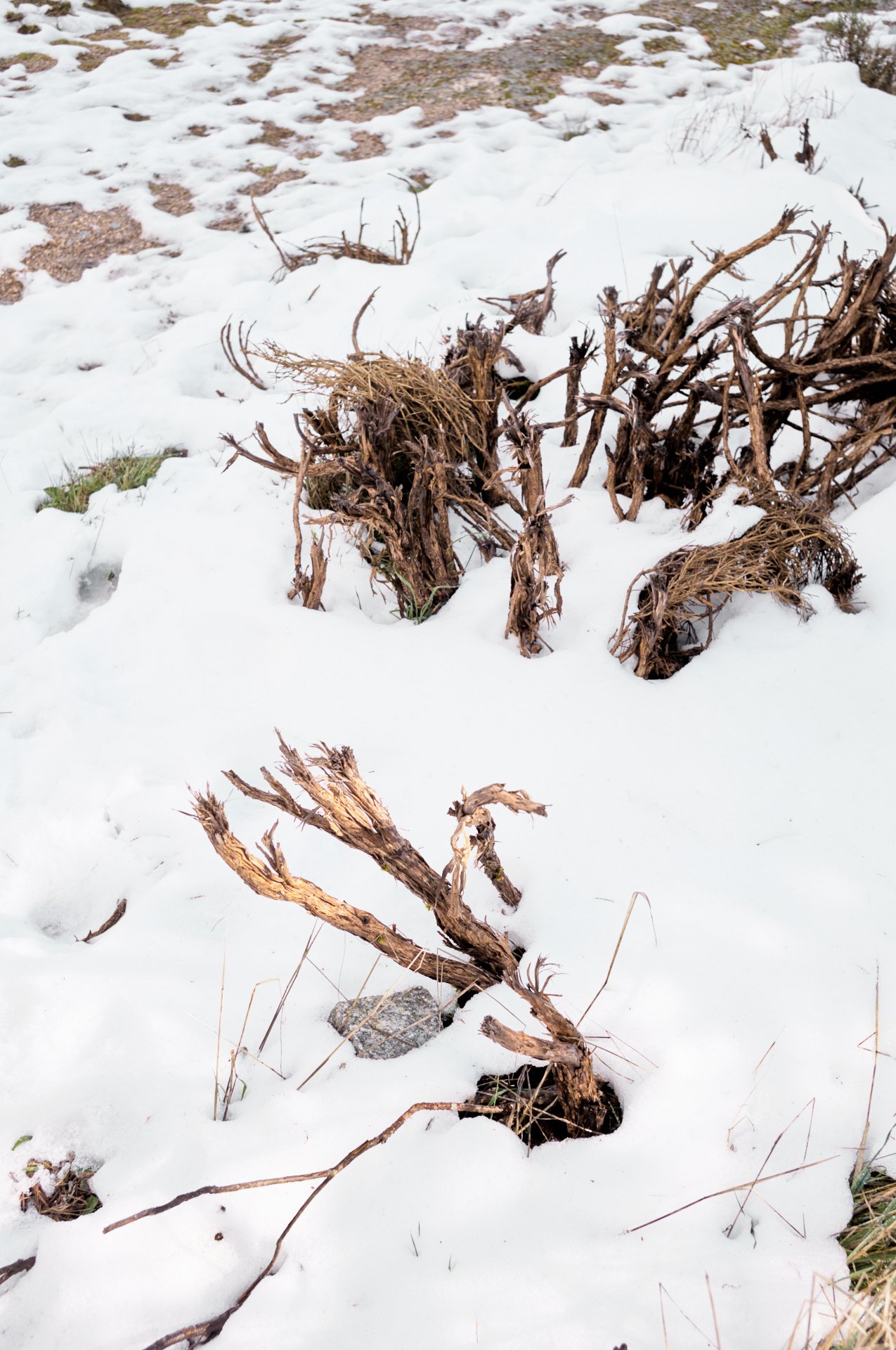 Snow-covered ground with dried, twisted tree branches and patches of grass.