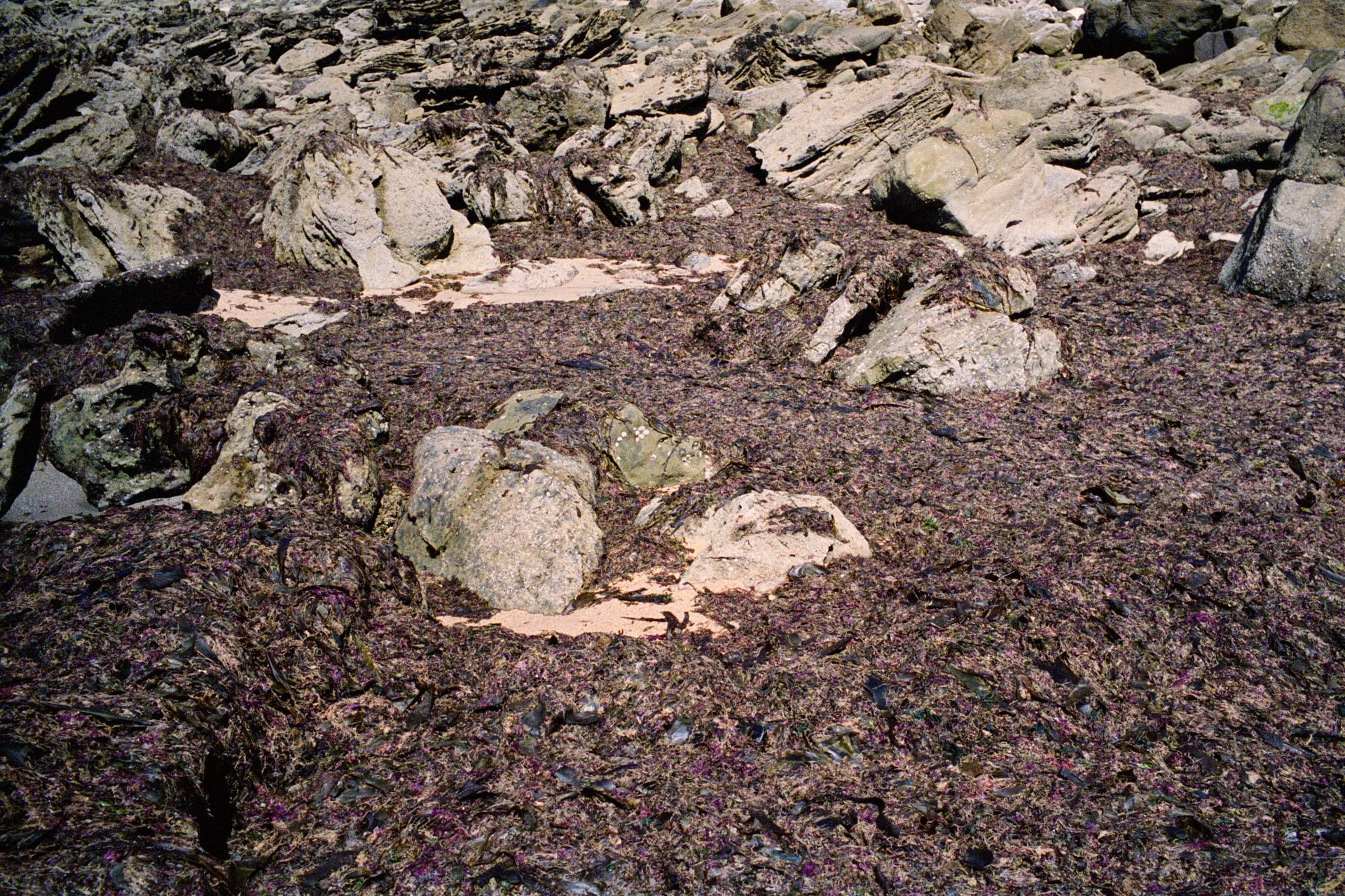 Rocky shoreline with seaweed-covered rocks and dark purple seaweed in the foreground.