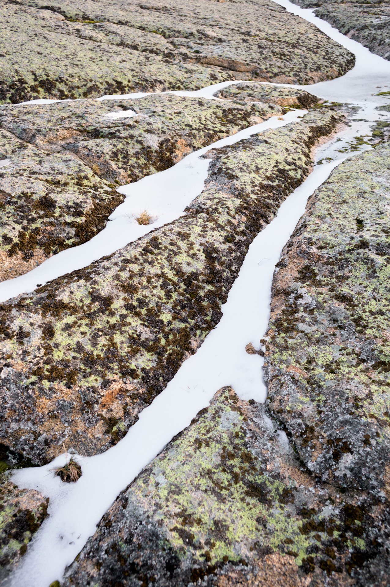 Close-up of a rocky surface with greenish lichen patches and white water streams flowing over the rocks.