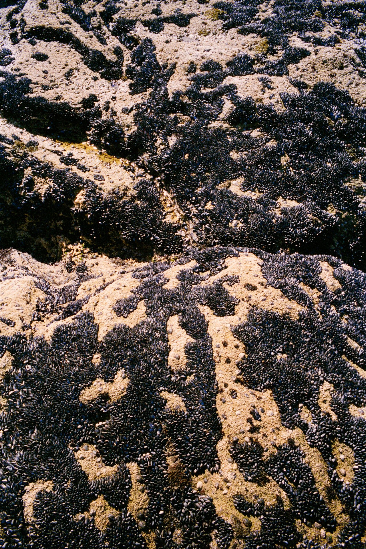 Close-up of rocks covered with numerous dark mussels or barnacles, with patches of sandy patches visible between them.