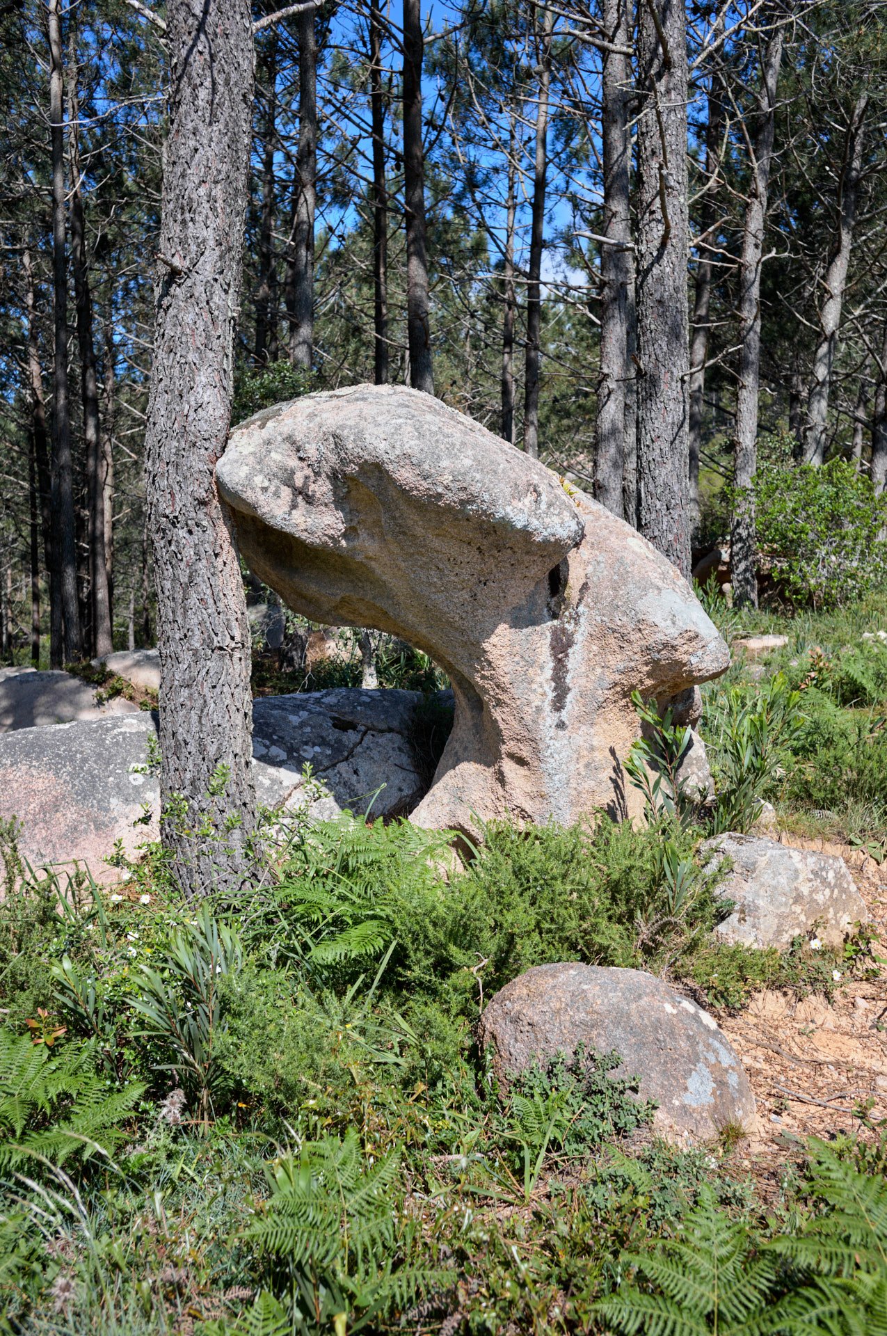 A large, uniquely shaped rock formation resembling a head with a nose and mouth, surrounded by pine trees and green foliage, under a clear blue sky.