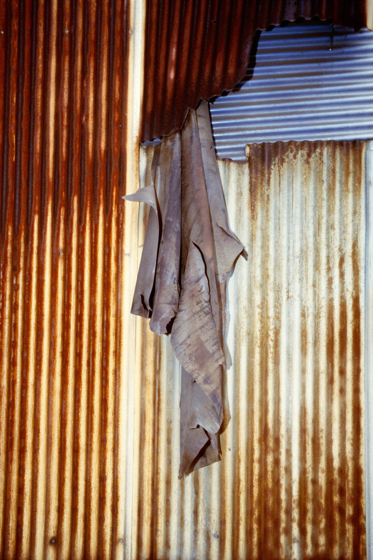 A dried leaf hanging from a rusty corrugated metal wall with rust-colored and silver panels.