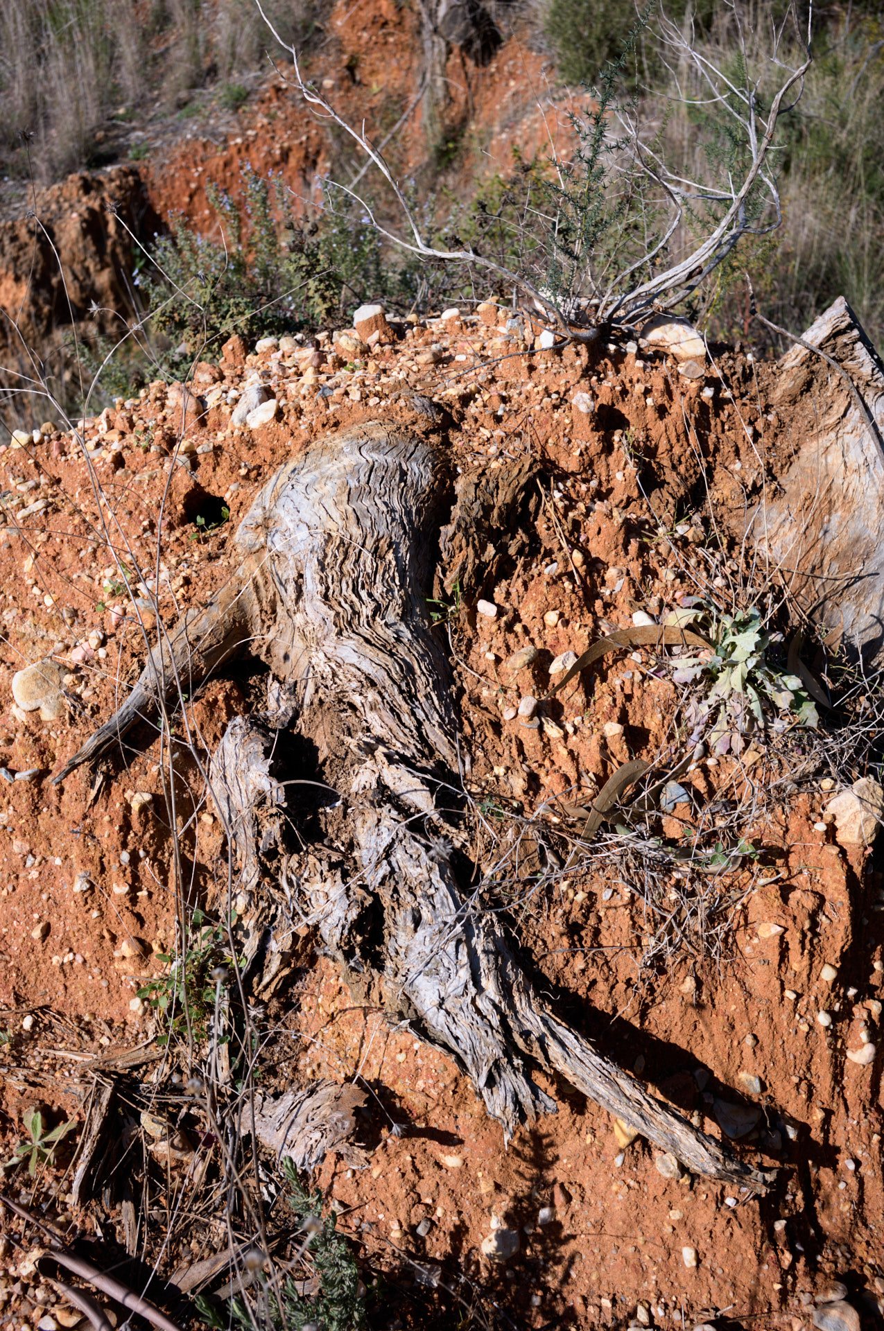 Close-up of a dry, twisted tree trunk lying on reddish soil with small rocks and sparse desert vegetation.