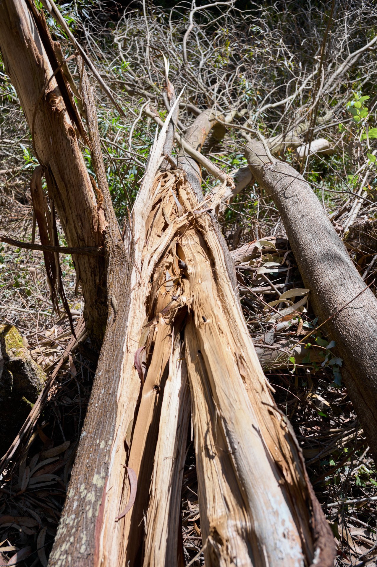 A fallen tree with broken, splintered wood on the forest floor, surrounded by sparse branches and green vegetation.