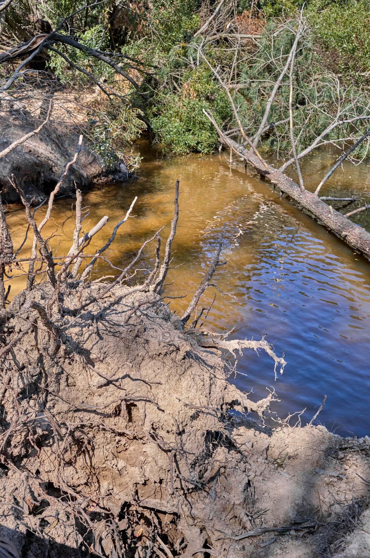 A muddy riverbank with exposed roots and fallen tree branches extending over the water, surrounded by green bushes and trees.