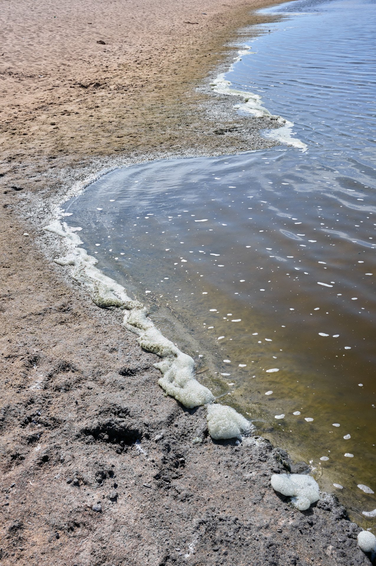 Close-up of foamy seaweed along the shoreline on sandy beach with gentle waves.