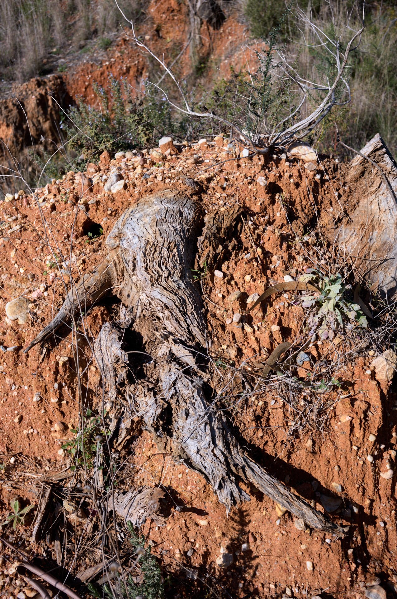 Dry, cracked tree trunk lying on reddish-brown dirt ground with small plants and rocks, with sparse vegetation and dry bushes in the background.