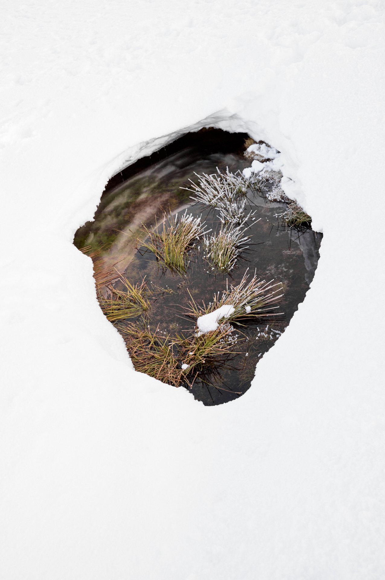 A hole in the snow revealing a small pond with grass and plants along the water's edge.