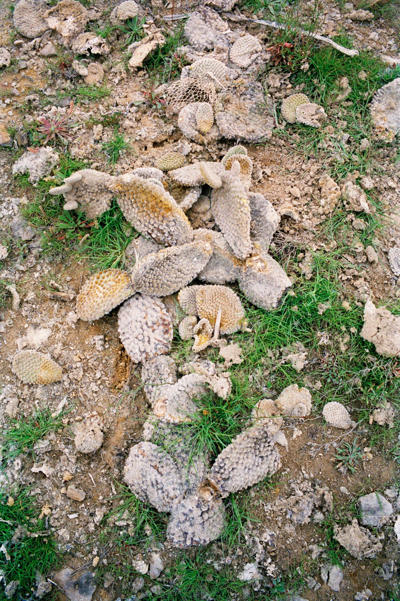 Dried, shriveled cacti and succulent plants lying on dry, rocky ground with patches of green grass.