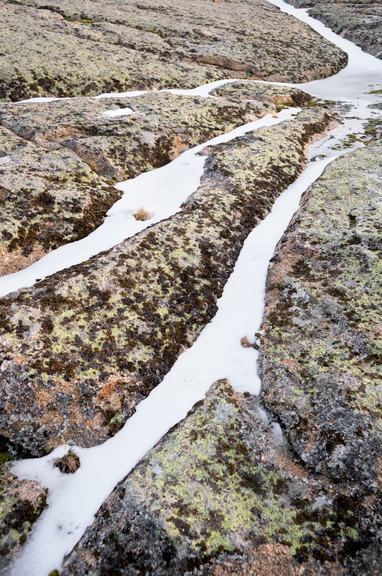 Close-up of moss-covered rocks with thin streams of melting snow or ice between them on a mountain or rocky terrain.