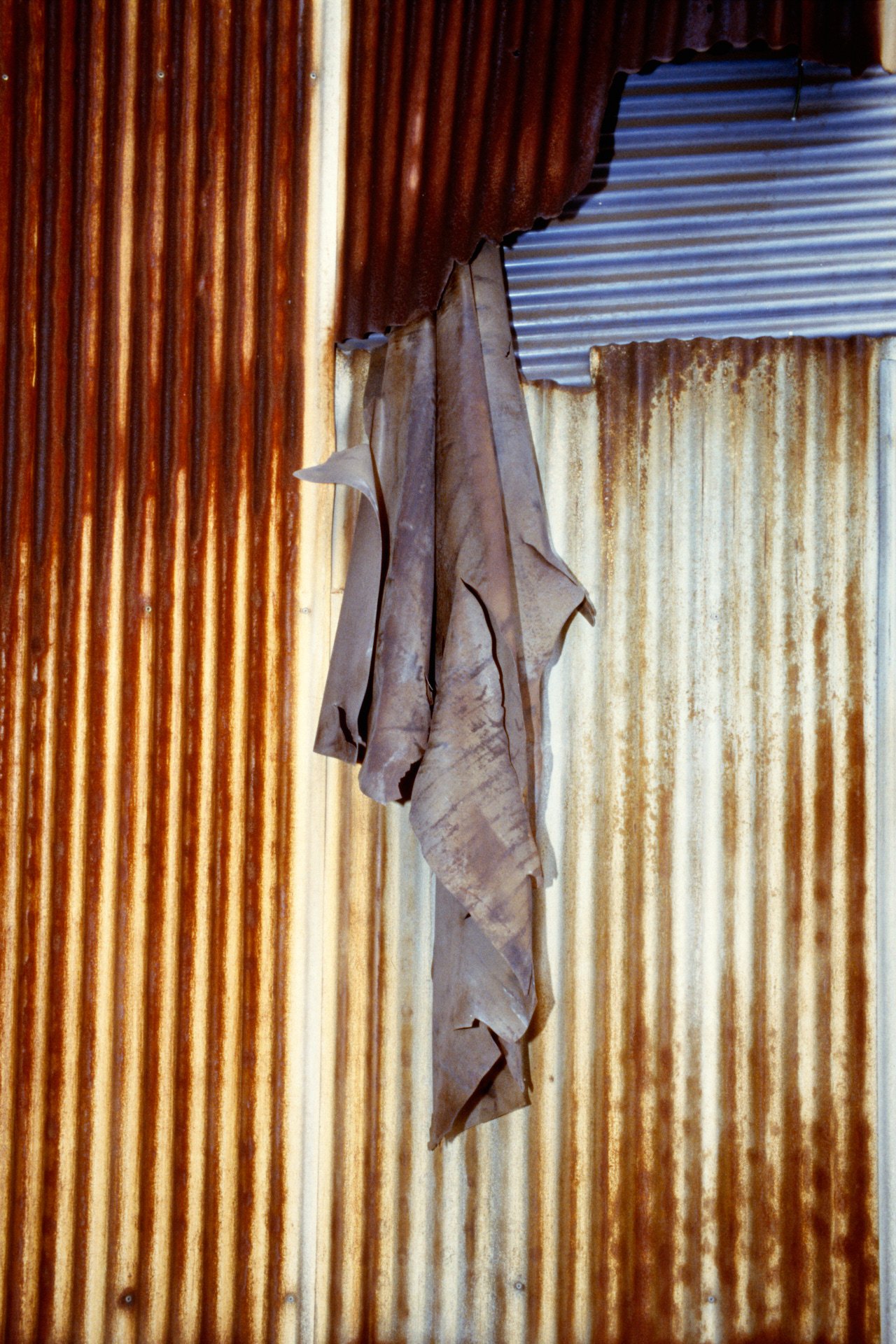 A weathered, brown, dried leaf hanging against a background of rusted metal sheets with vertical ridges, some of which are corroded and peeling.