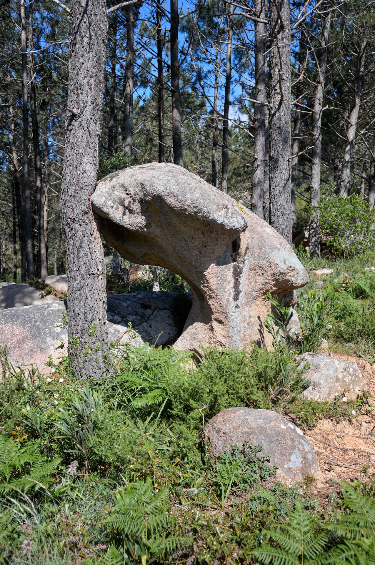 A large natural rock formation shaped like an animal's head among trees and green plants in a forest.