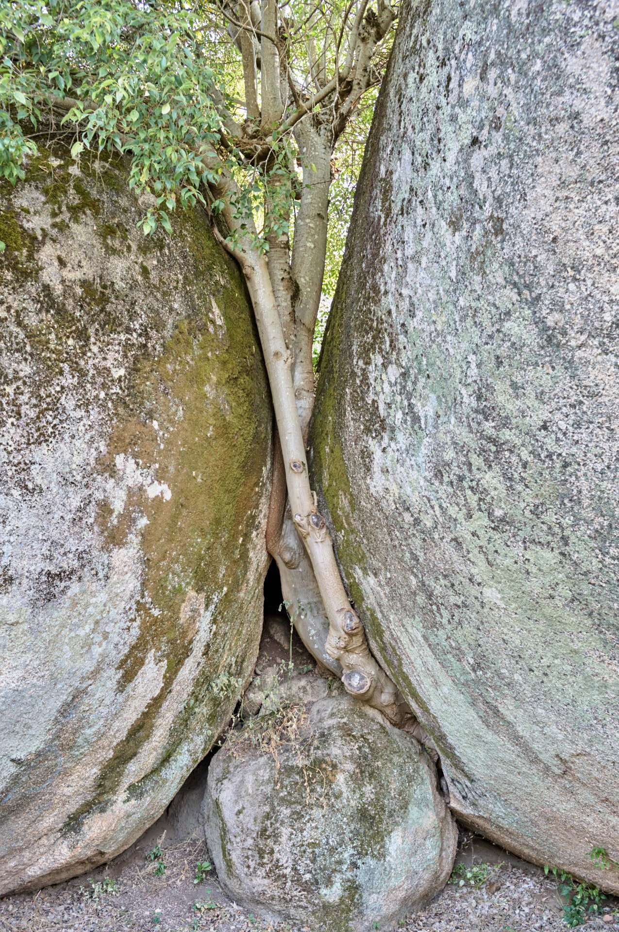 A tree growing between two large rocks with moss and small plants at the base.