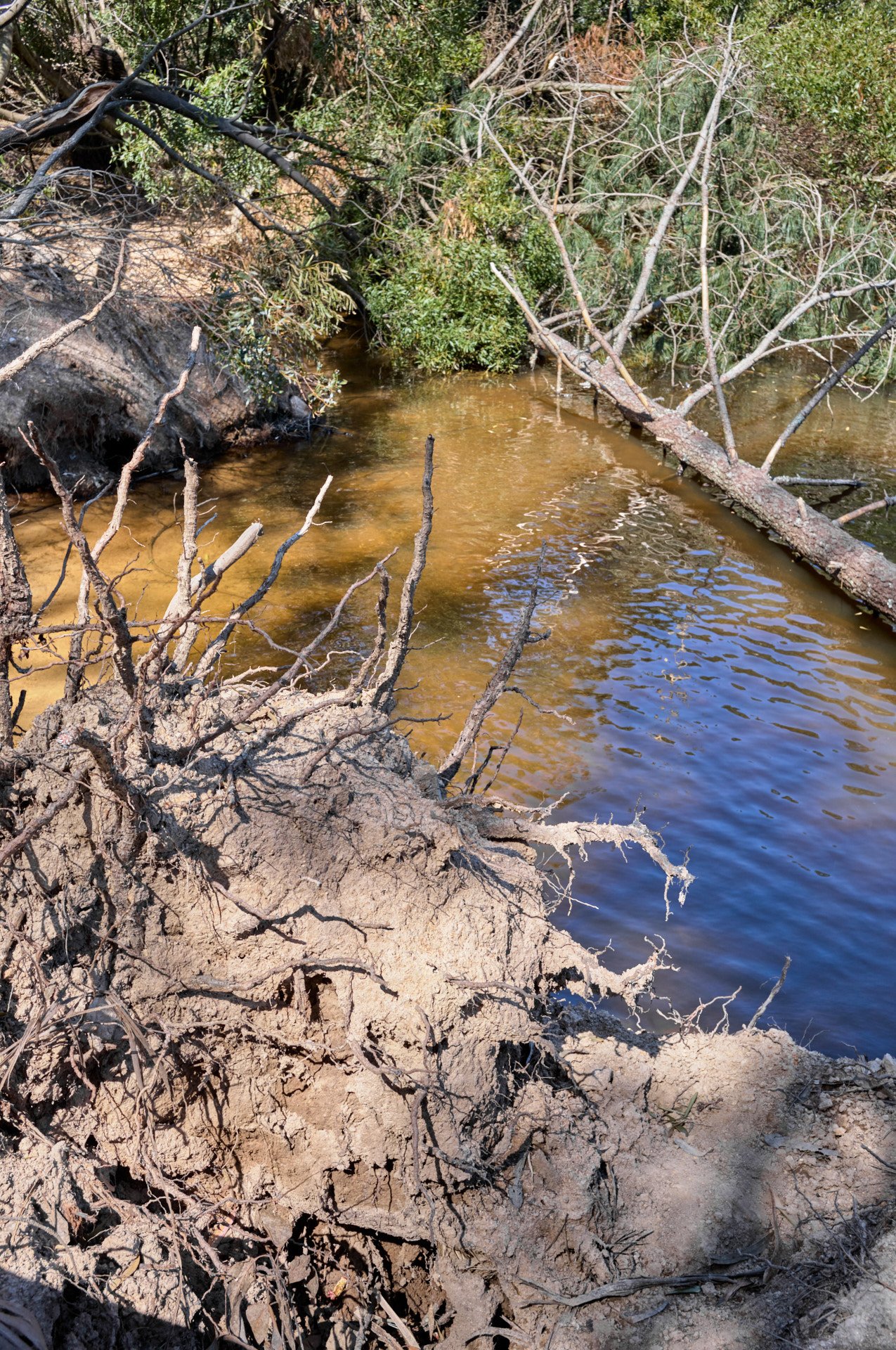 View of a muddy riverbank with exposed roots and fallen branches, surrounding a small body of water.