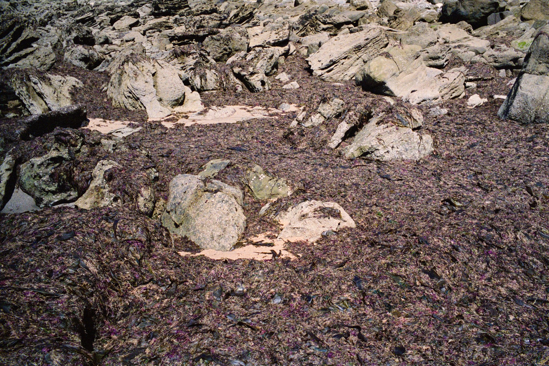 Rocky shoreline with seaweed and rocks along the coast.