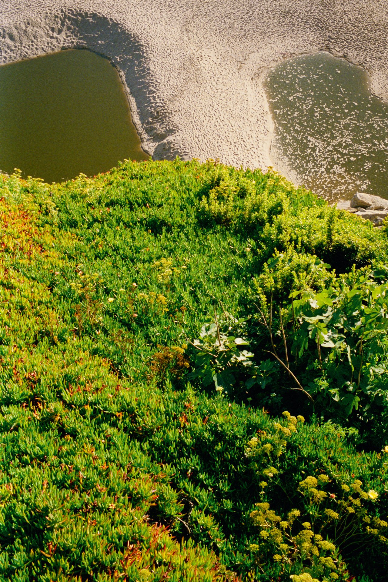 Aerial view of green coastal vegetation and sand dunes with two small greenish ponds.