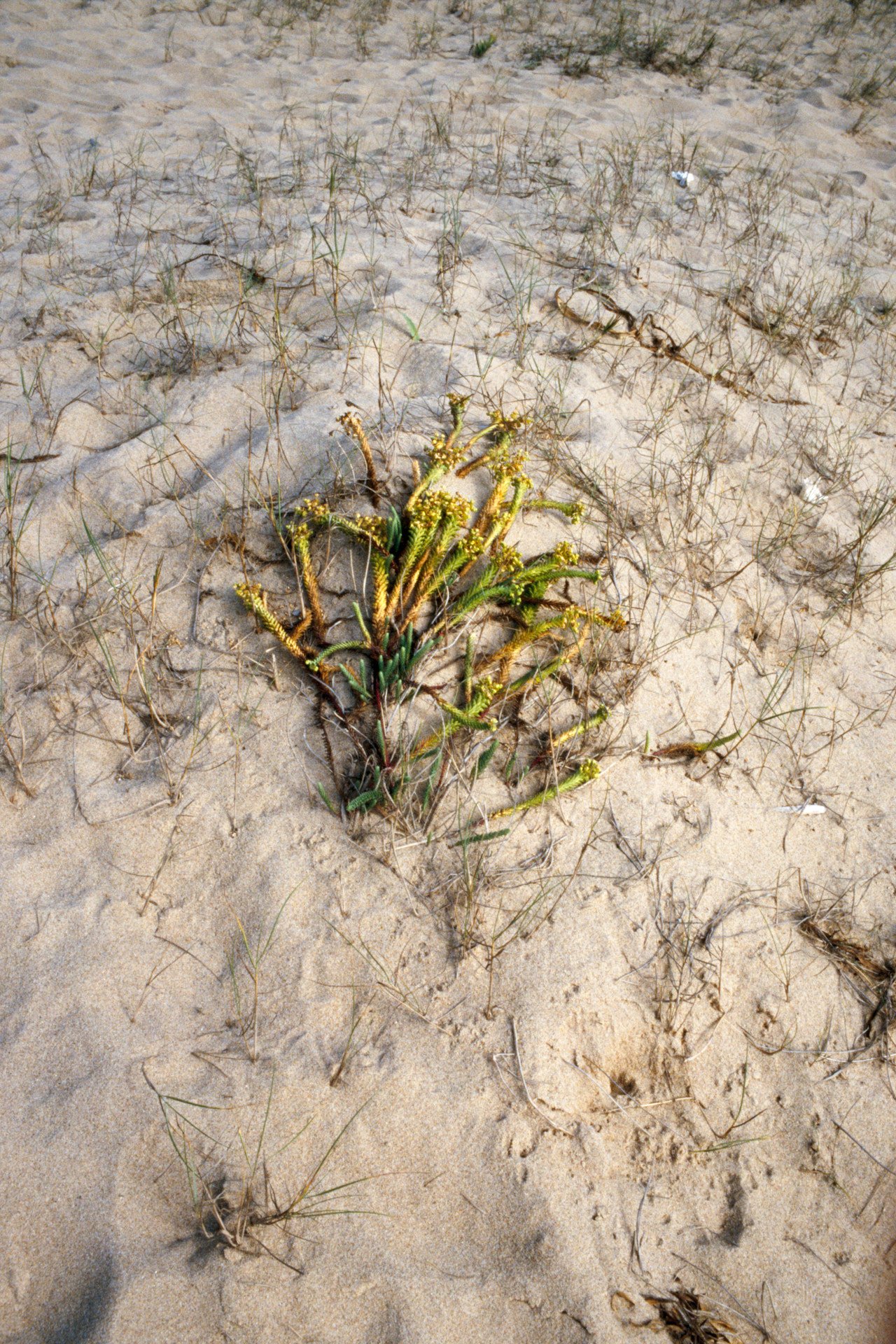 A sandy beach with sparse grass and a small cluster of green and yellow plants.