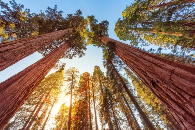 Looking up at tall redwood trees with sunlight filtering through the branches in a clear sky.