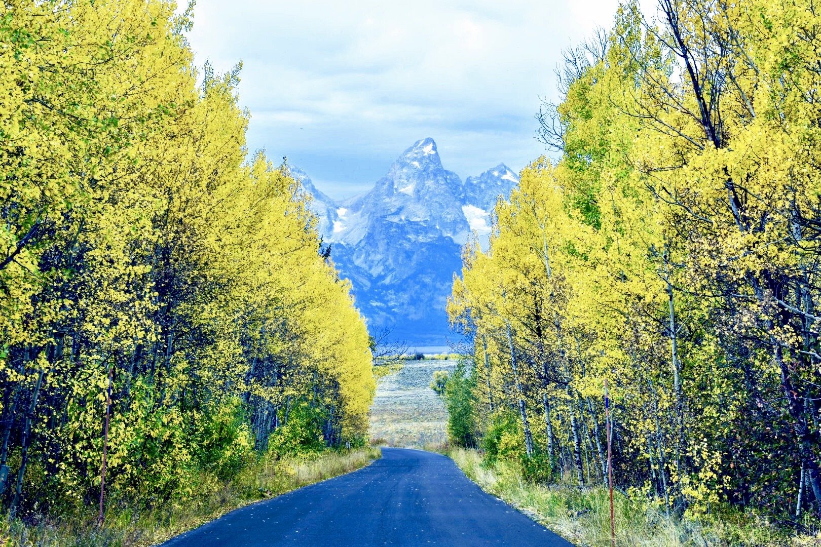 A paved road running through a forest of yellow-leaved trees, leading towards snow-capped mountains in the background under a cloudy sky.