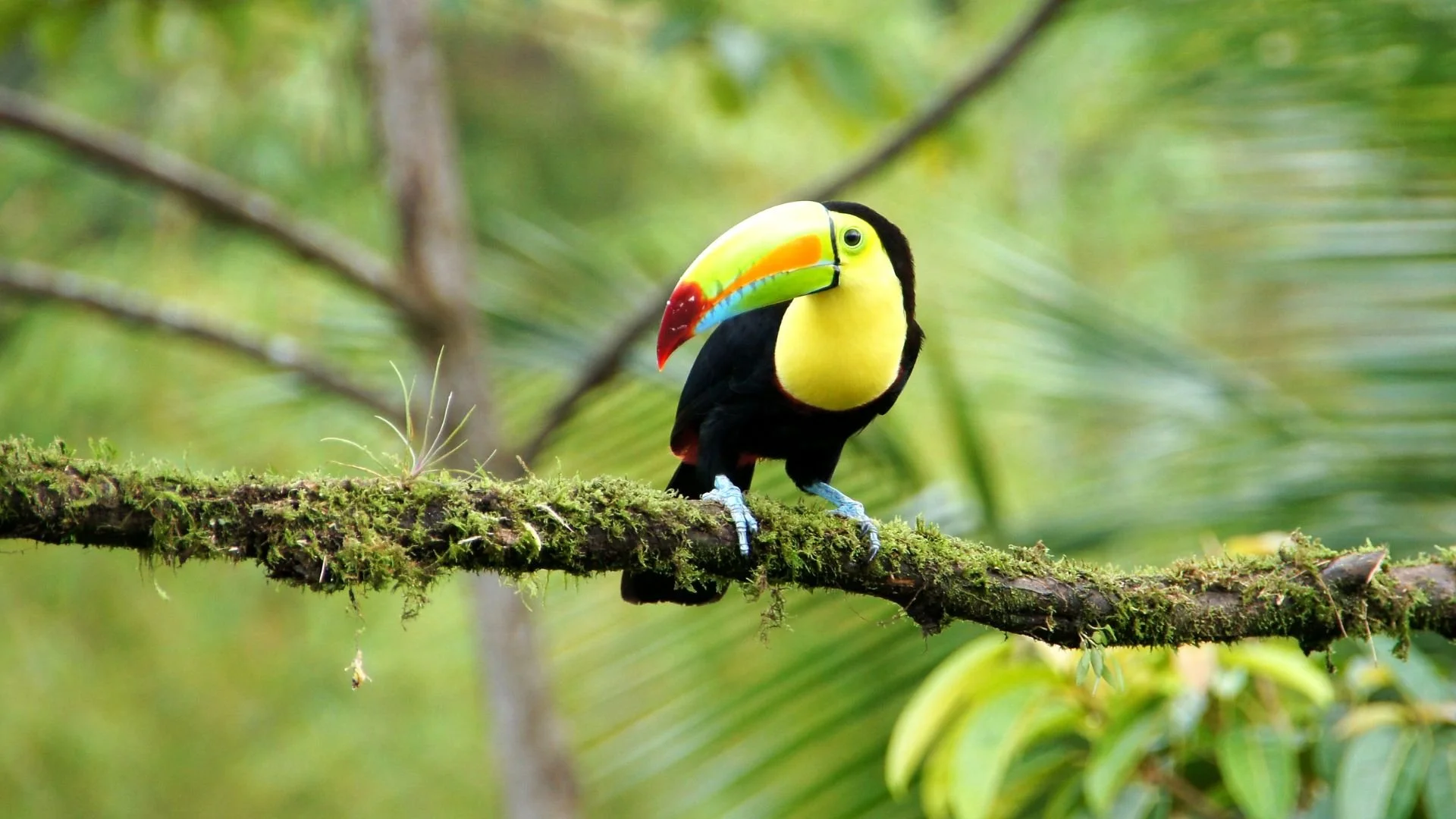Costa Rica rainforest adventure (12).jpg