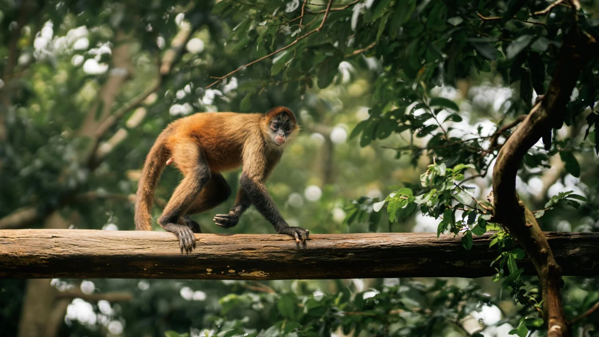 Costa Rica rainforest adventure.jpg