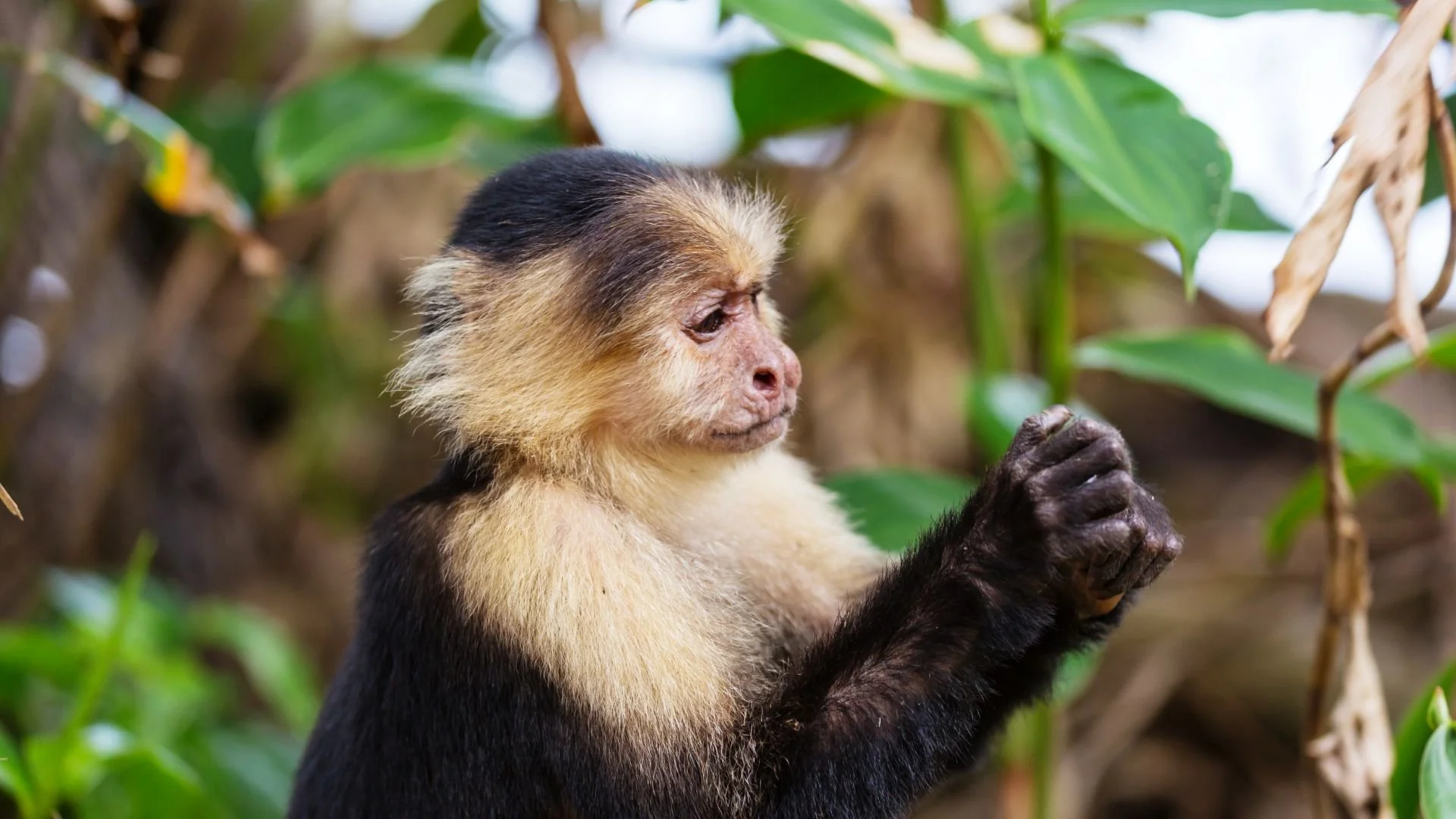 Costa Rica rainforest adventure-2.jpg