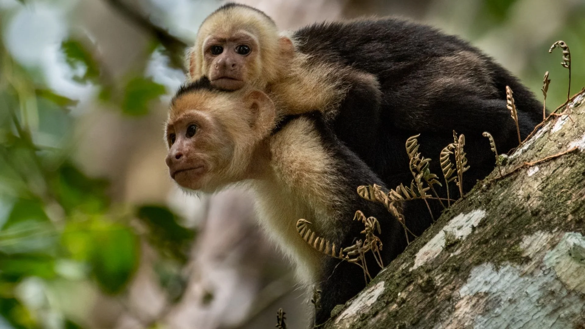 Costa Rica rainforest adventure-3.jpg