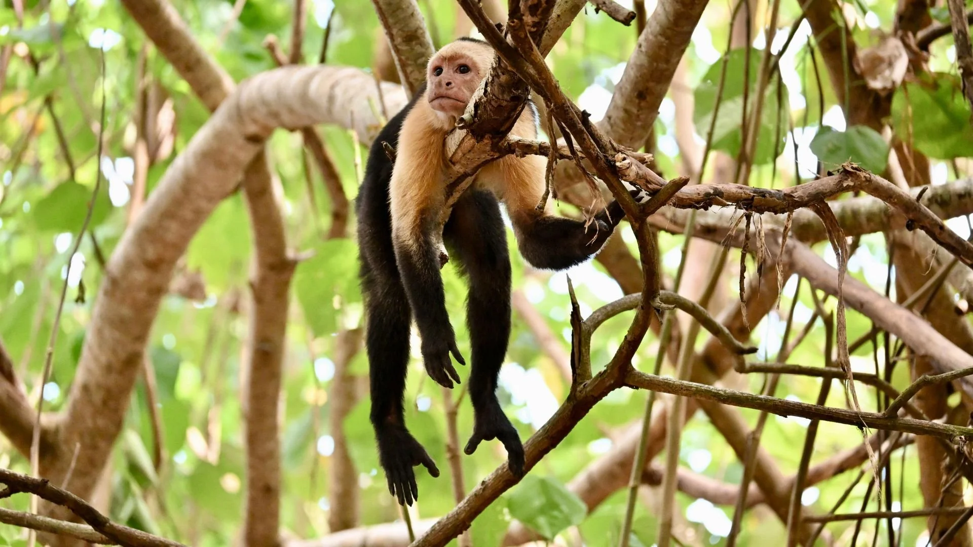 Costa Rica rainforest adventure-4.jpg