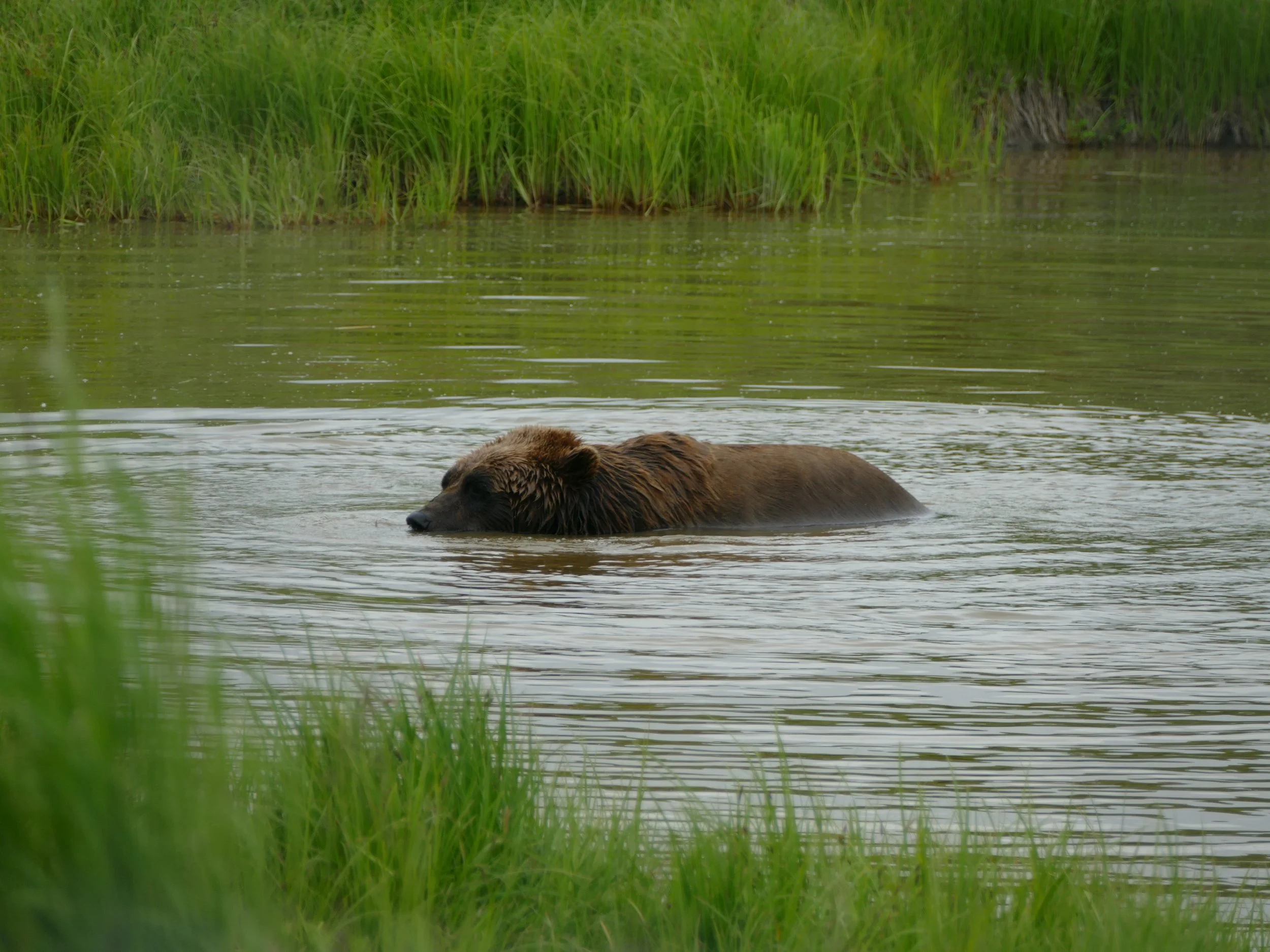 Coastal Brown Bear taking a leisurely swim at the Alaska Wildlife Conservation Center
