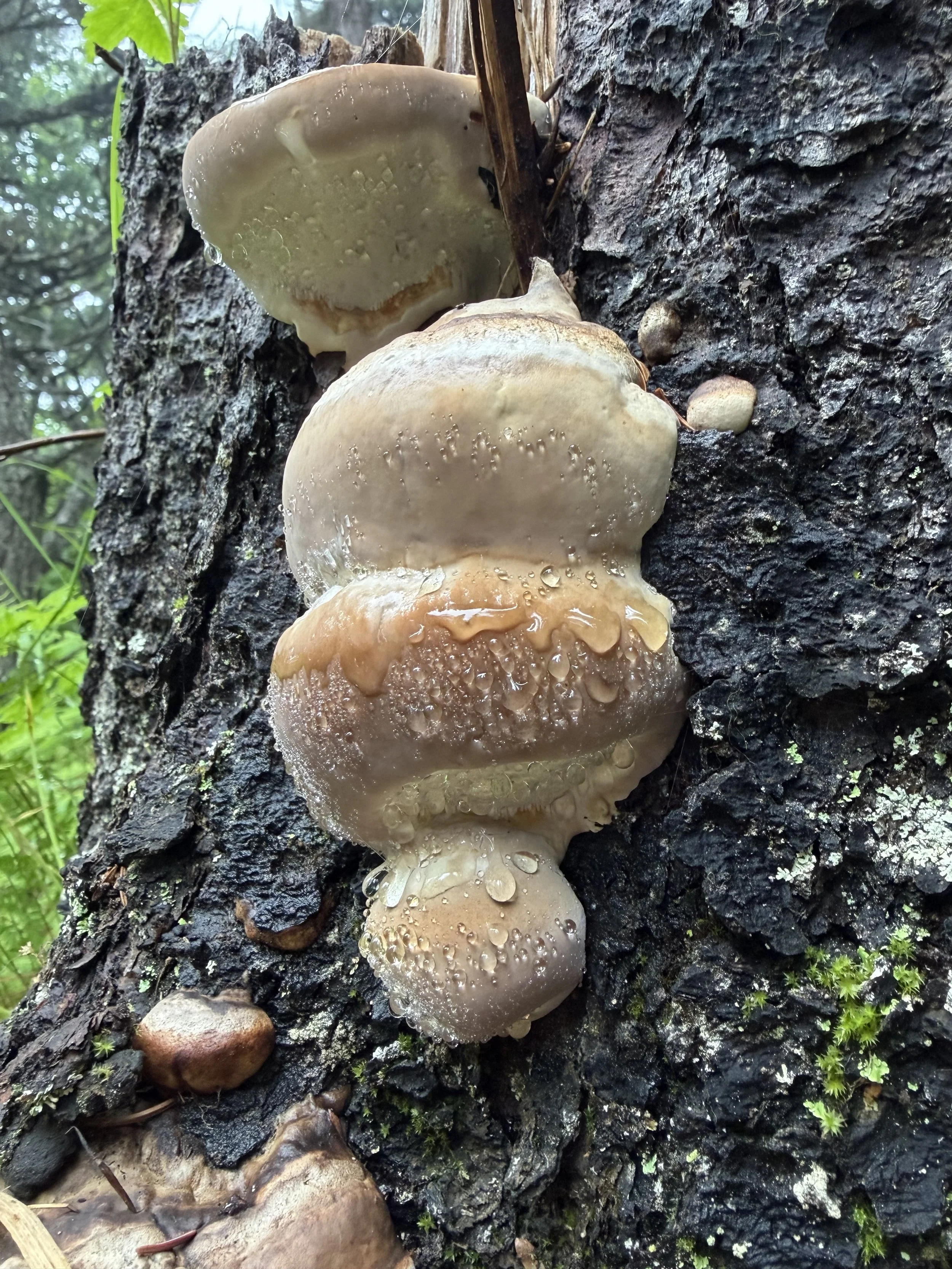 Summer shrooms in the Chugach Mountains