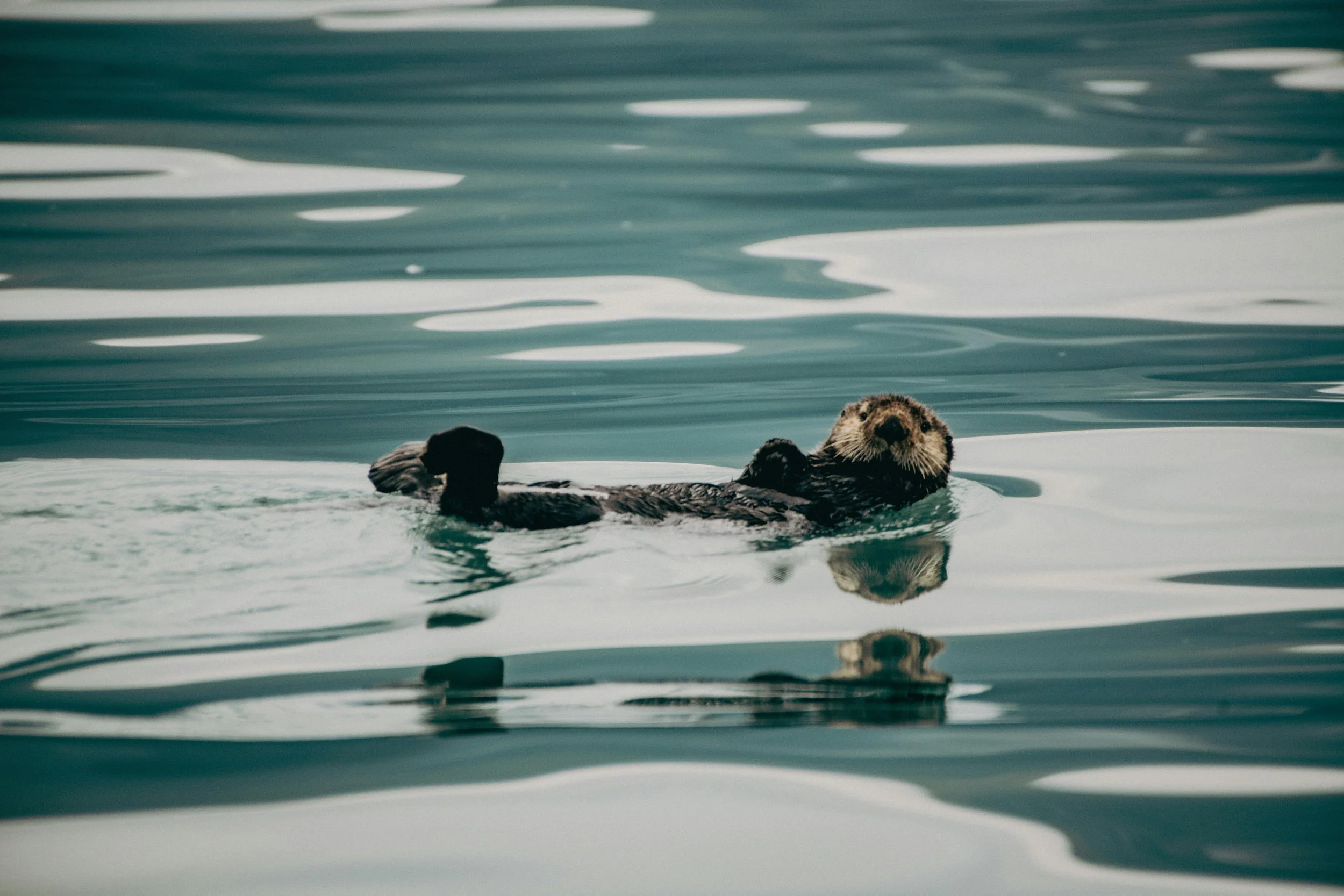 homer seal.jpg