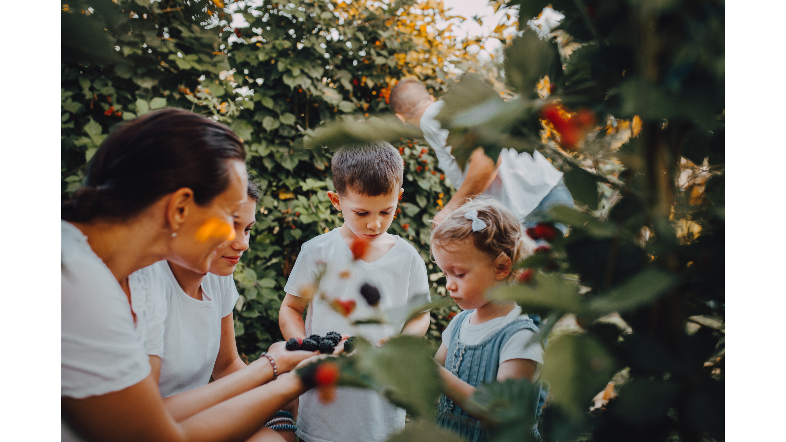 Children and a woman picking blackberries in a lush berry patch during daylight, surrounded by green leaves.