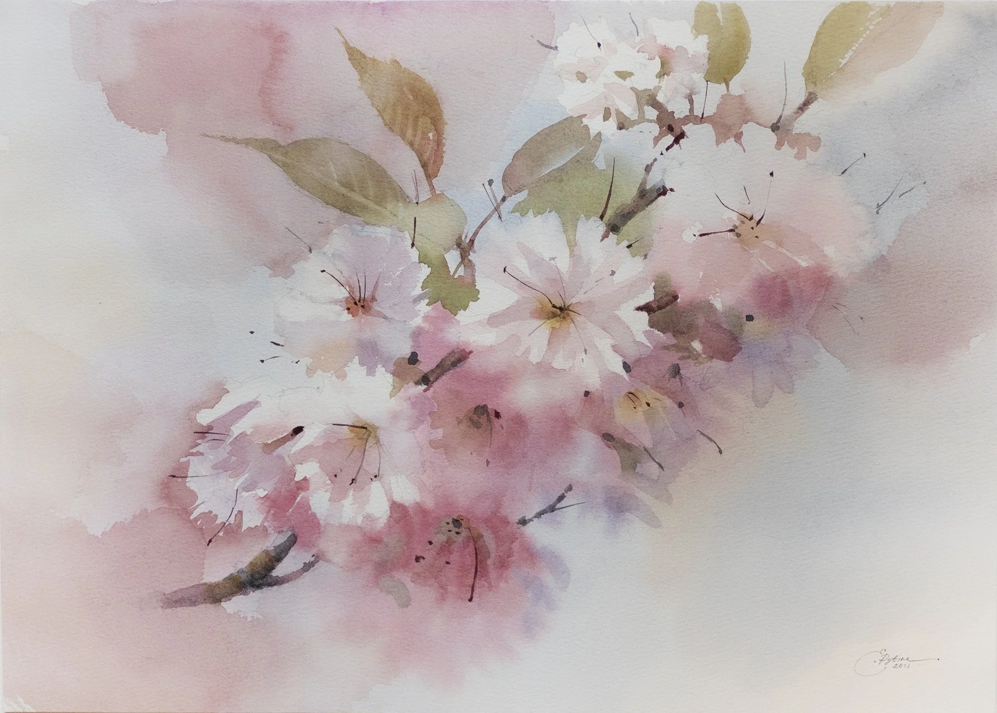 Cherry Blossom