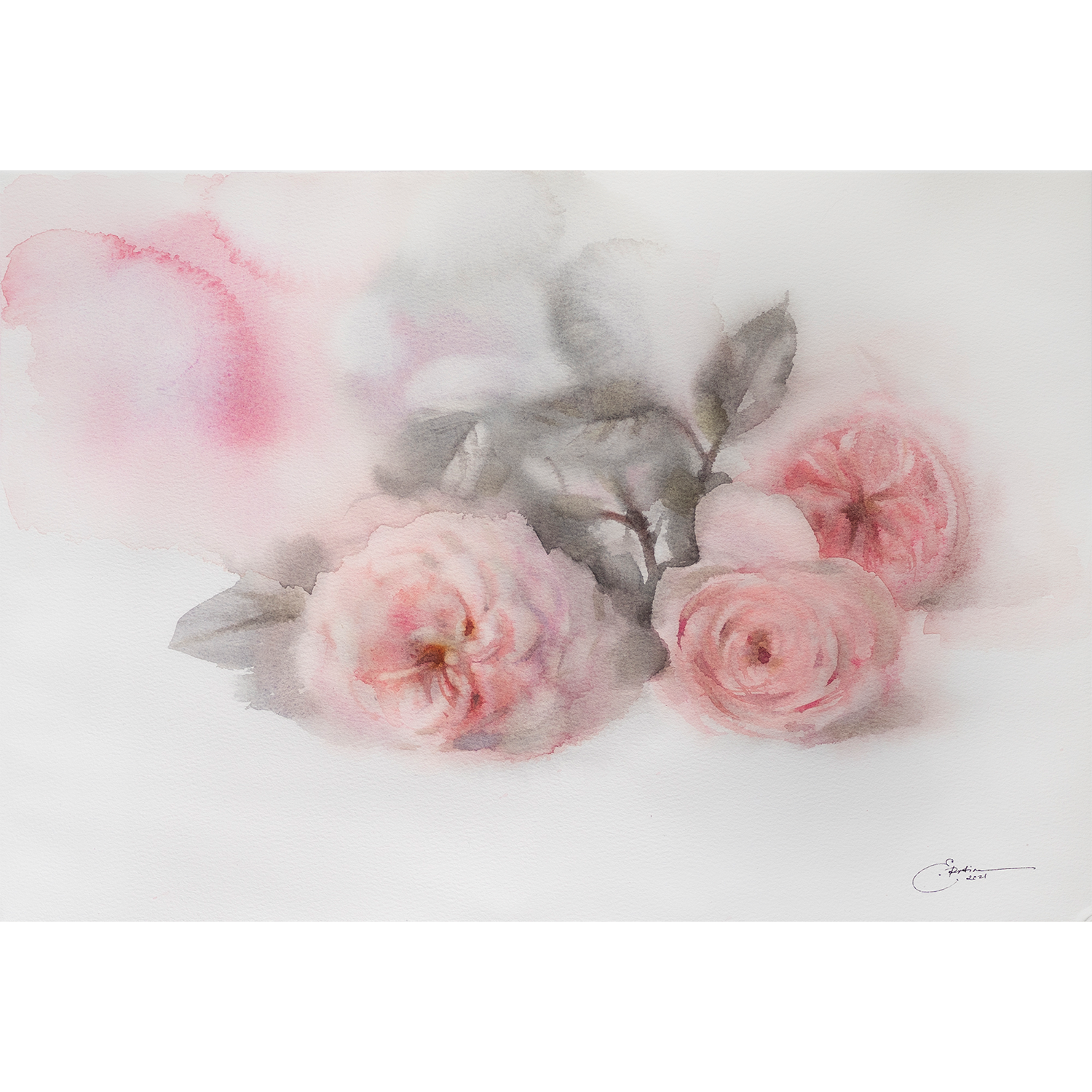 Pink Roses