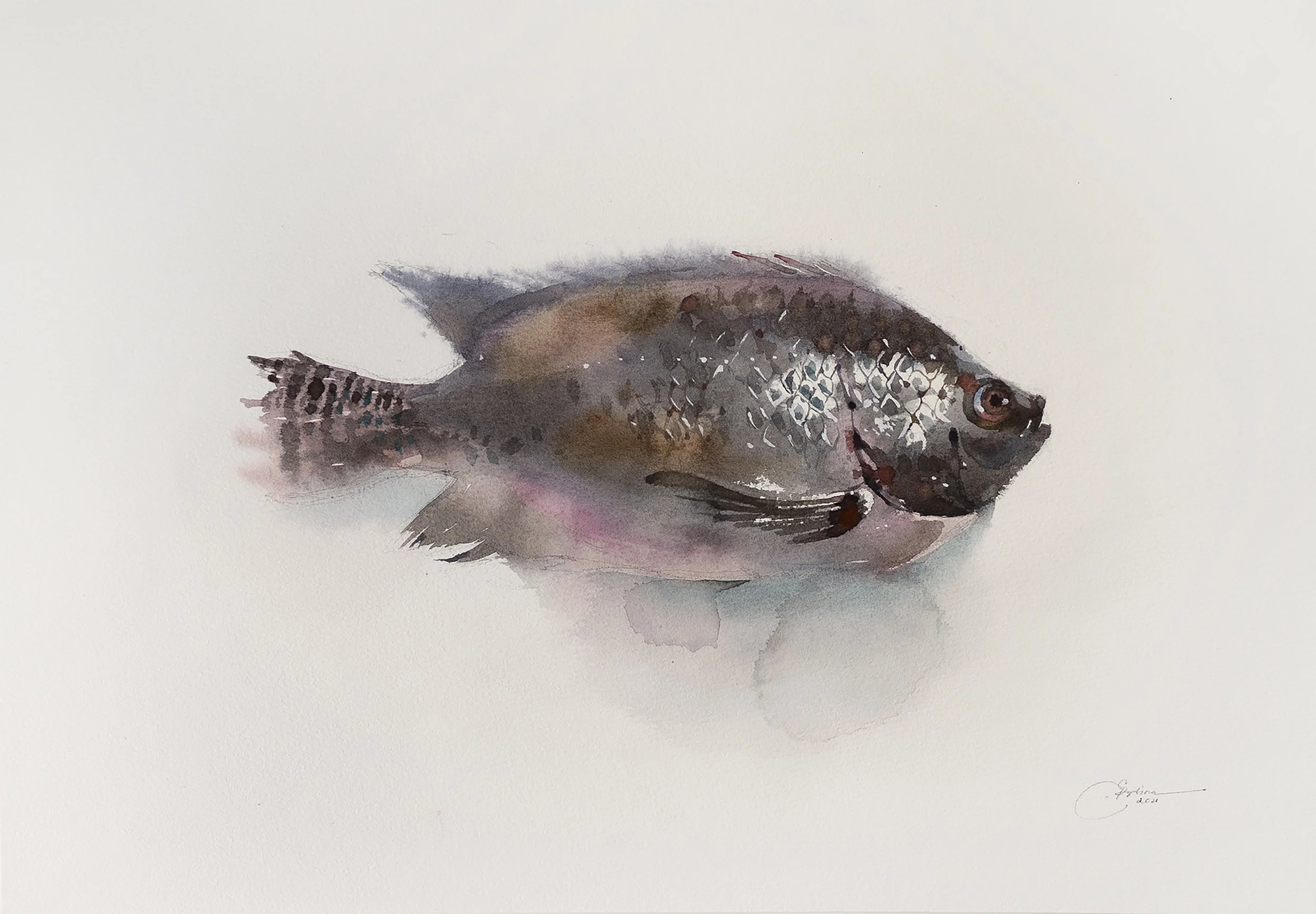 Fish