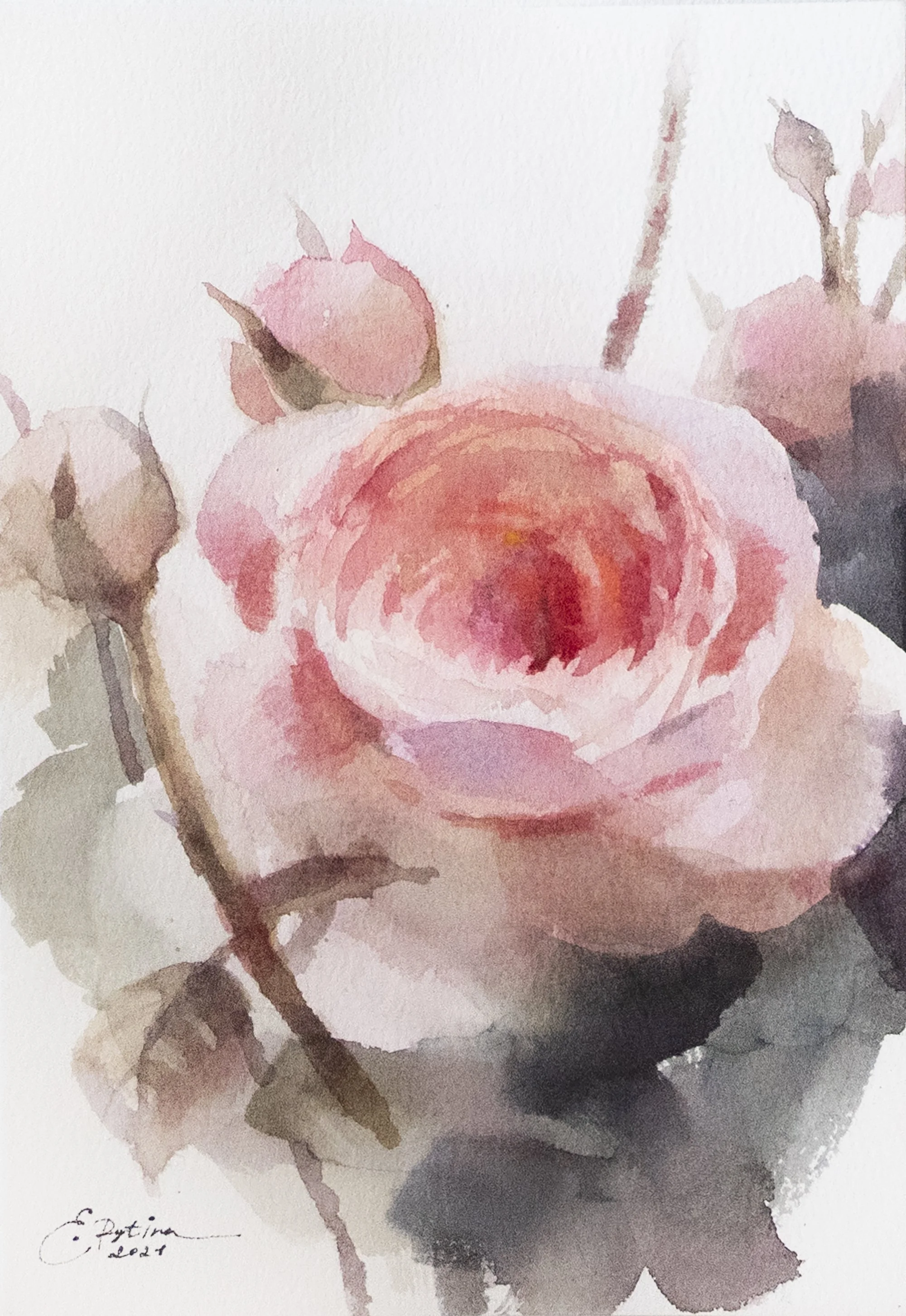 Rose II