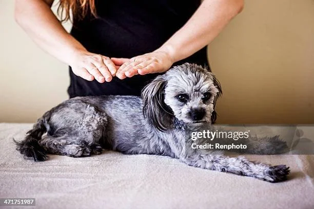 A person gently placing their hands over a small dog lying on a table.