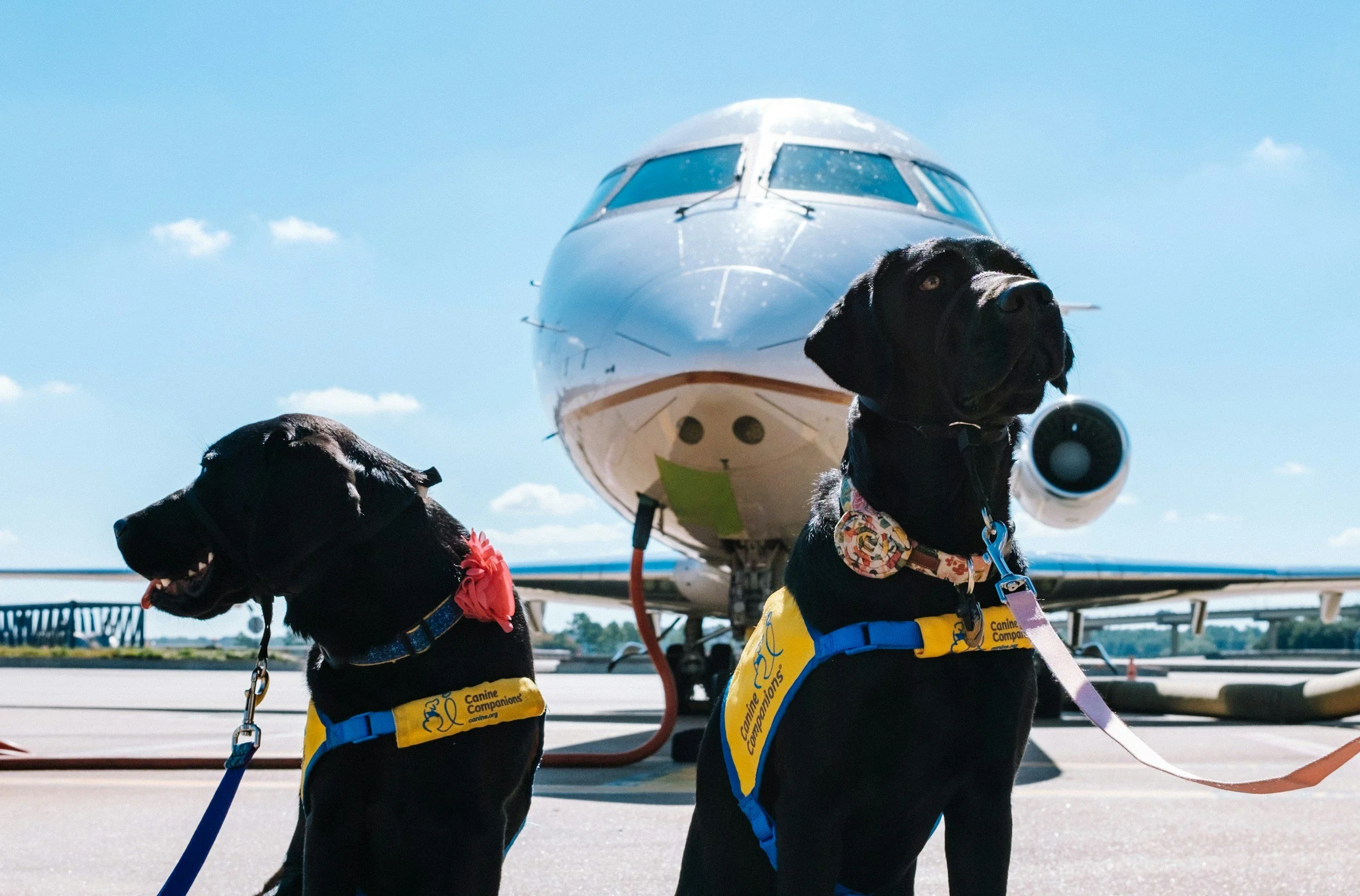 Can Pets Fly on Private Jets