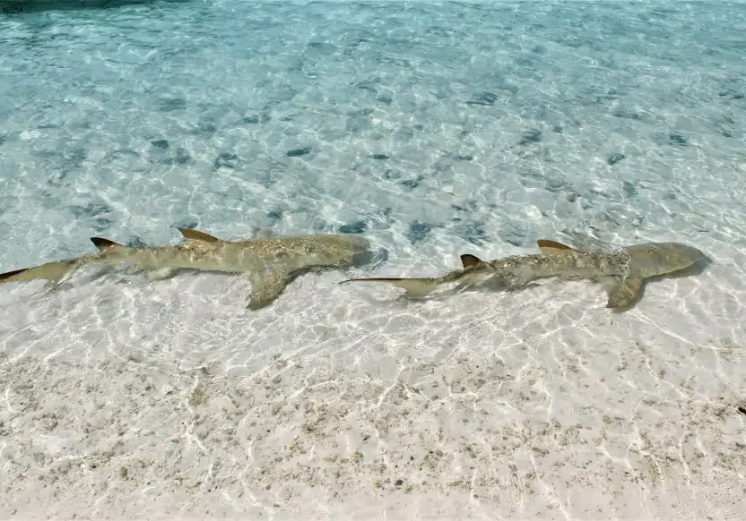 The Brando French Polynesia6.webp