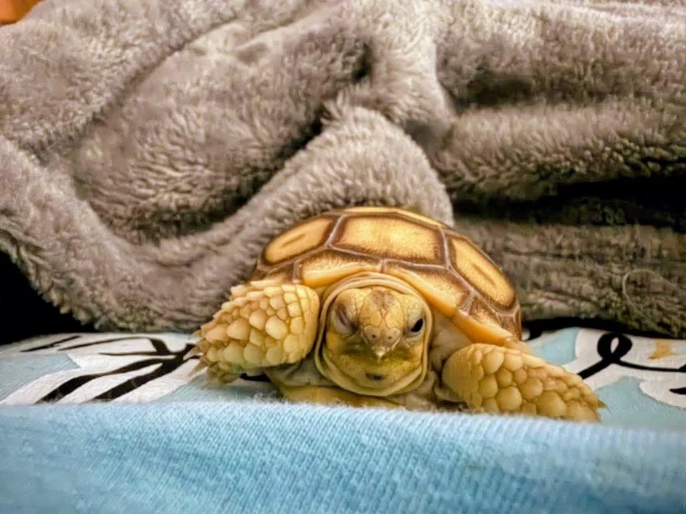 Sulcata Tortoise Hathcling