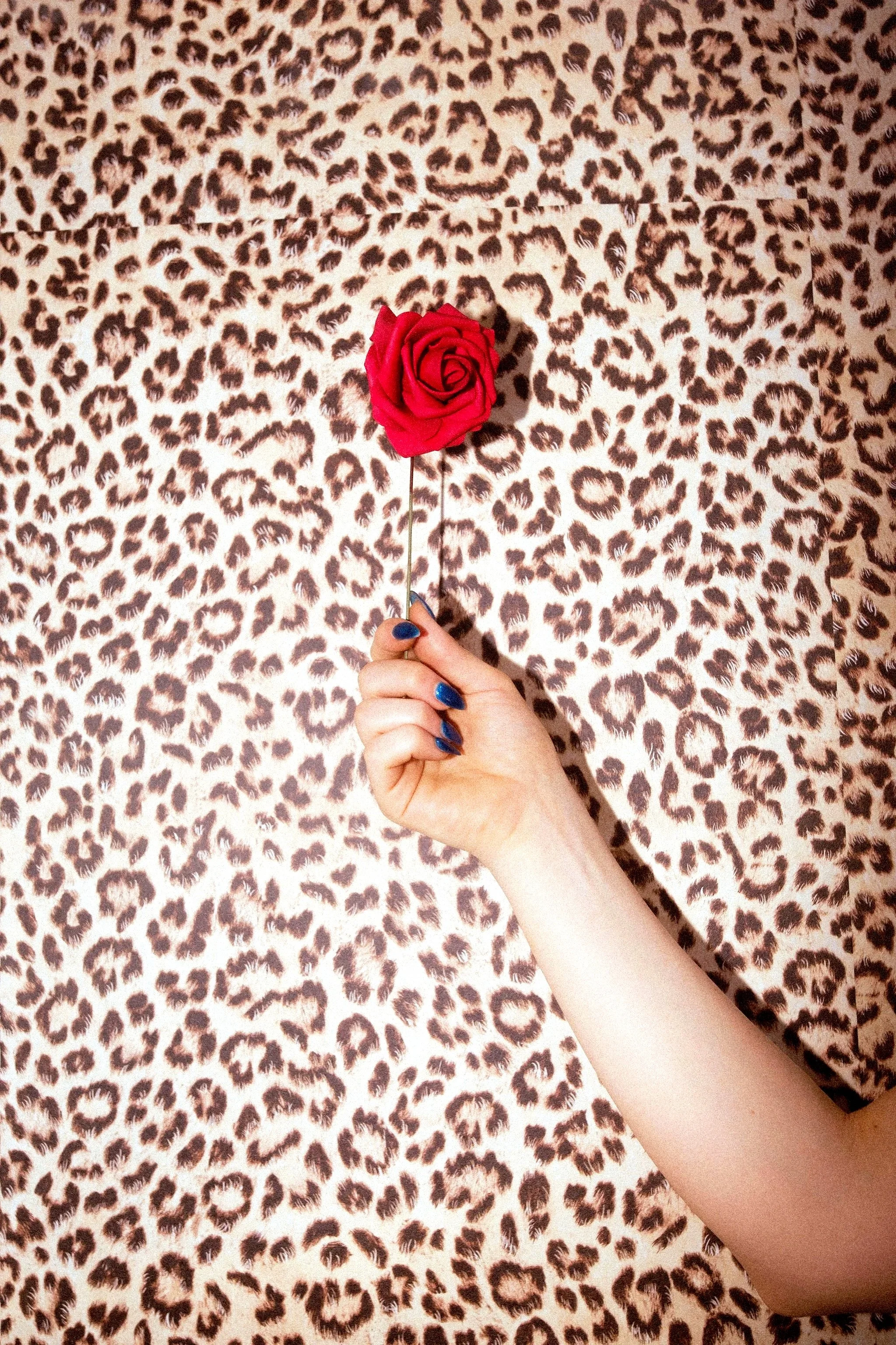 A hand holding a red rose against a leopard print background.