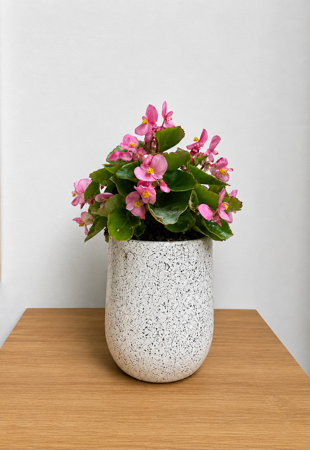 plantas organic apartment (2).png