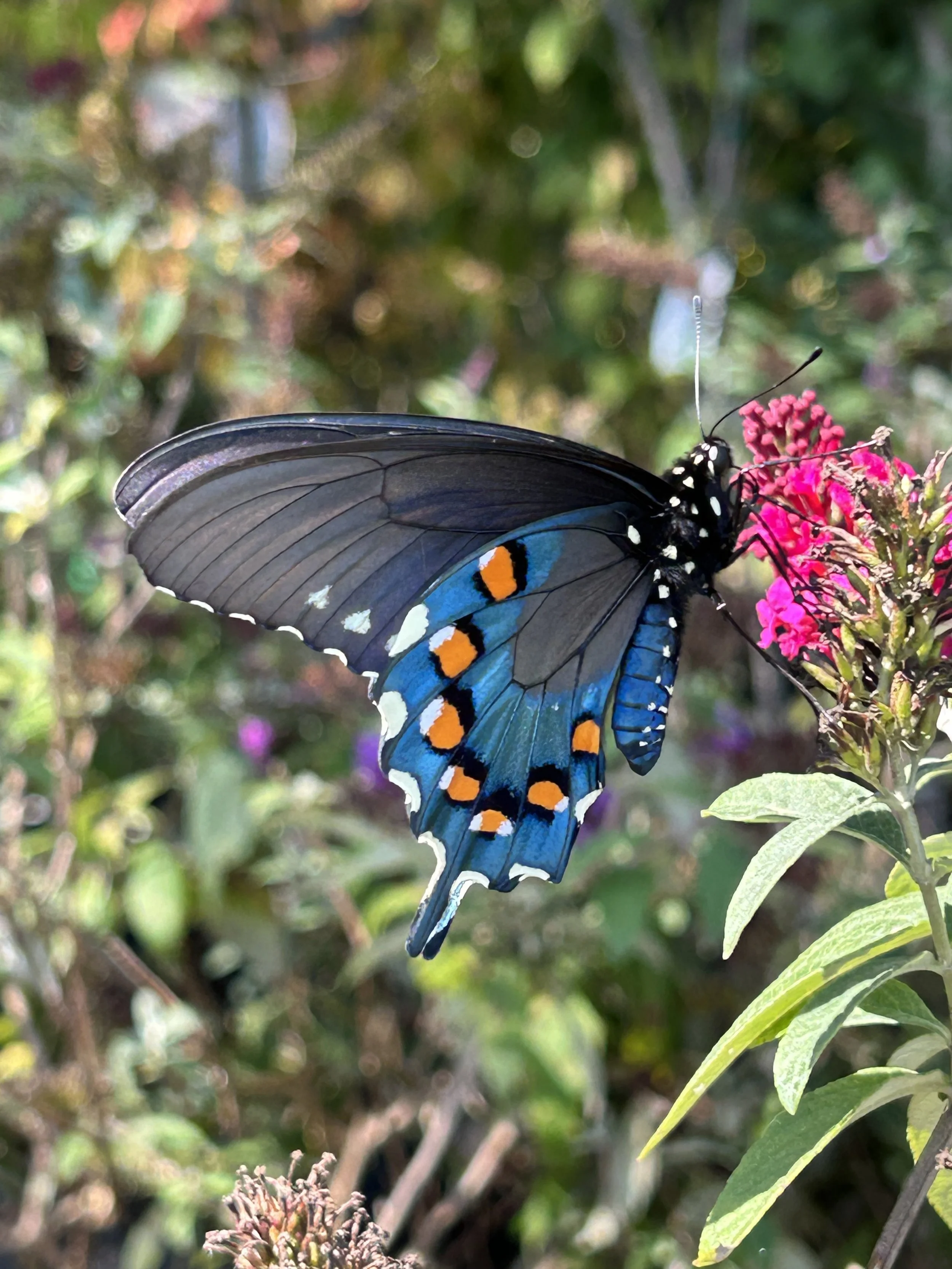 Photo of the butterfly whose vivid blue wings inspired the bracelet’s color gradient taken in Western NC August 29, 2026
